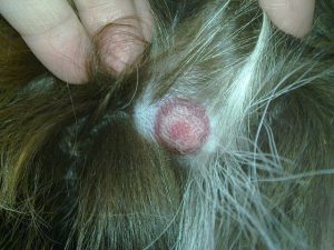 lyme disease, rash, ring, infection, health, insect, tick, diagnosis